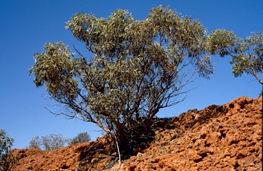 APII jpeg image of Eucalyptus carnei  © contact APII