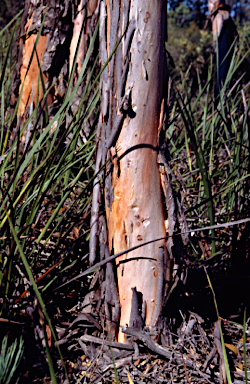 APII jpeg image of Eucalyptus communalis  © contact APII