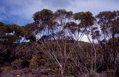 APII jpeg image of Eucalyptus conglobata subsp. perata  © contact APII