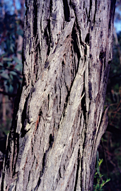 APII jpeg image of Eucalyptus conspicua subsp. conspicua  © contact APII