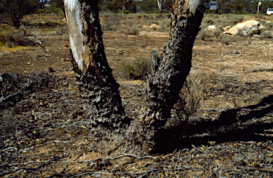 APII jpeg image of Eucalyptus corrugata  © contact APII