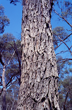 APII jpeg image of Eucalyptus corticosa  © contact APII