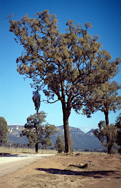 APII jpeg image of Eucalyptus crebra  © contact APII