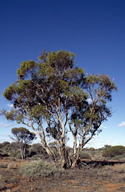 APII jpeg image of Eucalyptus cylindrocarpa  © contact APII