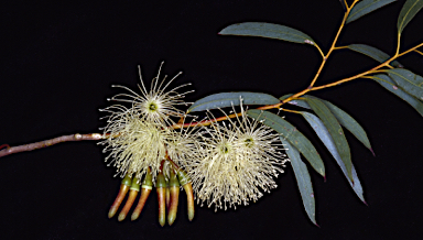 APII jpeg image of Eucalyptus diminuta  © contact APII