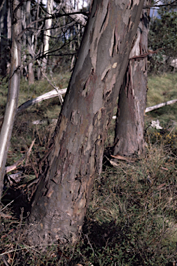 APII jpeg image of Eucalyptus elaeophloia  © contact APII