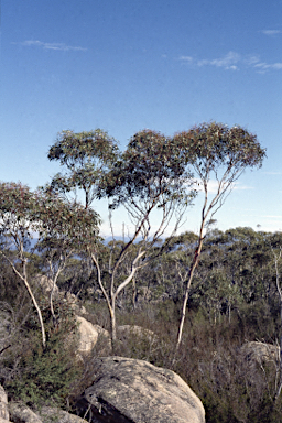 APII jpeg image of Eucalyptus glaucescens  © contact APII