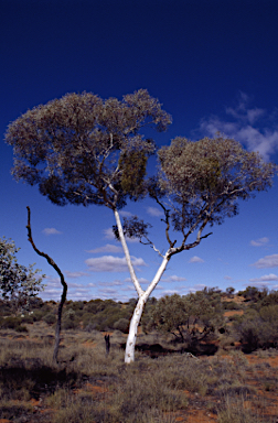 APII jpeg image of Eucalyptus gongylocarpa  © contact APII