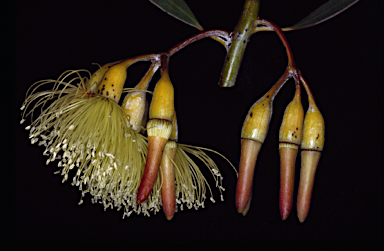 APII jpeg image of Eucalyptus incerata  © contact APII