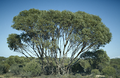 APII jpeg image of Eucalyptus incrassata  © contact APII