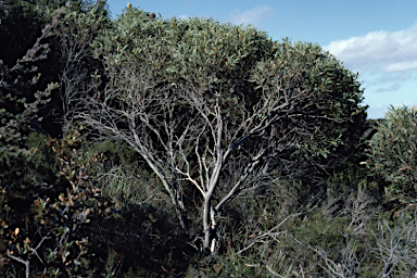 APII jpeg image of Eucalyptus ligulata subsp. ligulata  © contact APII