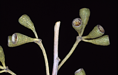 APII jpeg image of Eucalyptus loxophleba subsp. supralaevis  © contact APII