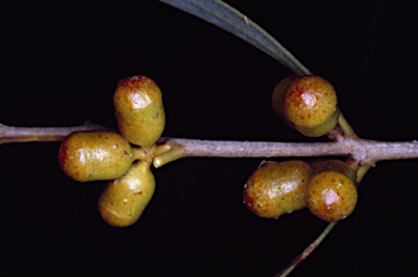 APII jpeg image of Eucalyptus merrickiae  © contact APII