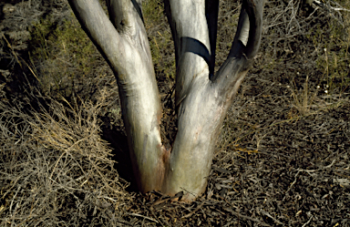 APII jpeg image of Eucalyptus mimica subsp. mimica  © contact APII