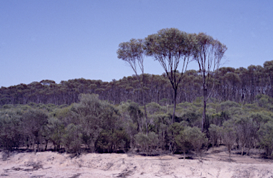 APII jpeg image of Eucalyptus mimica subsp. continens  © contact APII