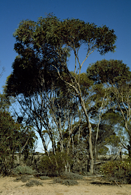 APII jpeg image of Eucalyptus neutra  © contact APII