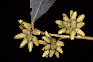 APII jpeg image of Eucalyptus notactites  © contact APII