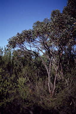 APII jpeg image of Eucalyptus notabilis  © contact APII