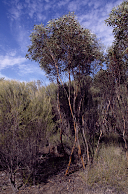 APII jpeg image of Eucalyptus aspratilis  © contact APII