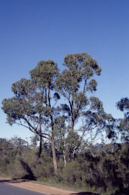 APII jpeg image of Eucalyptus baxteri  © contact APII