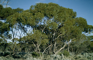 APII jpeg image of Eucalyptus oleosa  © contact APII