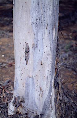 APII jpeg image of Eucalyptus optima  © contact APII