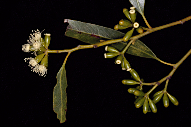 APII jpeg image of Eucalyptus oraria  © contact APII