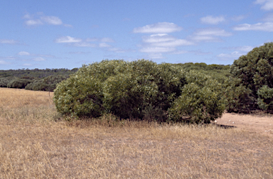 APII jpeg image of Eucalyptus oraria  © contact APII