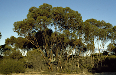 APII jpeg image of Eucalyptus oleosa subsp. corvina  © contact APII