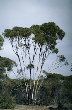 APII jpeg image of Eucalyptus peninsularis  © contact APII