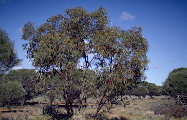 APII jpeg image of Eucalyptus petraea  © contact APII