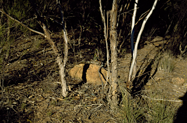 APII jpeg image of Eucalyptus petraea  © contact APII