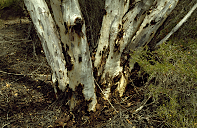 APII jpeg image of Eucalyptus praetermissa  © contact APII