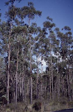 APII jpeg image of Eucalyptus pyrocarpa  © contact APII