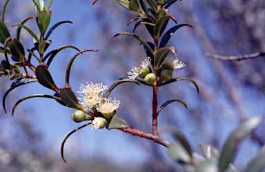 APII jpeg image of Eucalyptus recurva  © contact APII