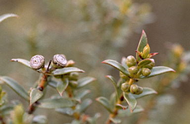 APII jpeg image of Eucalyptus recurva  © contact APII