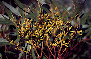 APII jpeg image of Eucalyptus socialis subsp. viridans  © contact APII