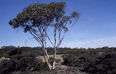 APII jpeg image of Eucalyptus stowardii  © contact APII