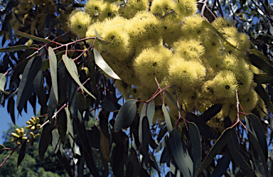 APII jpeg image of Eucalyptus stricklandii  © contact APII