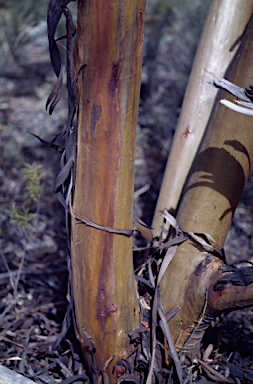 APII jpeg image of Eucalyptus terebra  © contact APII