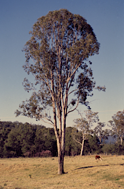 APII jpeg image of Eucalyptus tereticornis subsp. basaltica  © contact APII