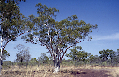 APII jpeg image of Eucalyptus umbrawarrensis  © contact APII