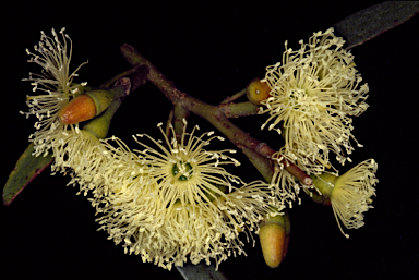 APII jpeg image of Eucalyptus vegrandis  © contact APII