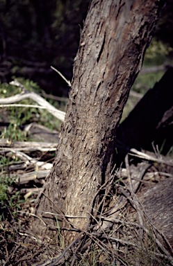 APII jpeg image of Eucalyptus viridis  © contact APII