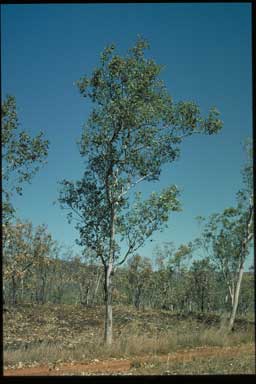 APII jpeg image of Eucalyptus koolpinensis  © contact APII