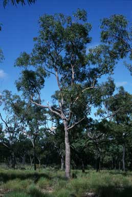 APII jpeg image of Corymbia lamprophylla  © contact APII