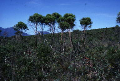 APII jpeg image of Eucalyptus buprestium  © contact APII