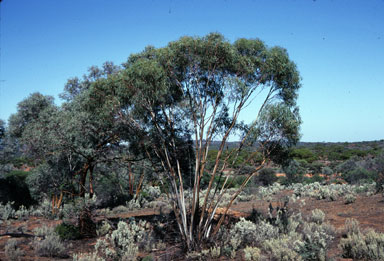 APII jpeg image of Eucalyptus celastroides subsp. celastroides  © contact APII