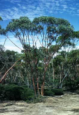 APII jpeg image of Eucalyptus erythronema var. erythronema  © contact APII