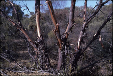 APII jpeg image of Eucalyptus burracoppinensis  © contact APII